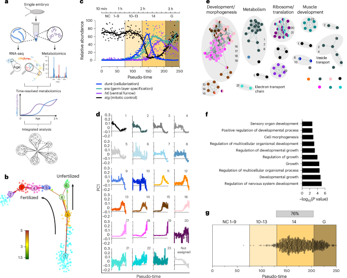 Resolving early embryonic metabolism in Drosophila through single-embryo metabolomics and transcriptomics - Nature Metabolism