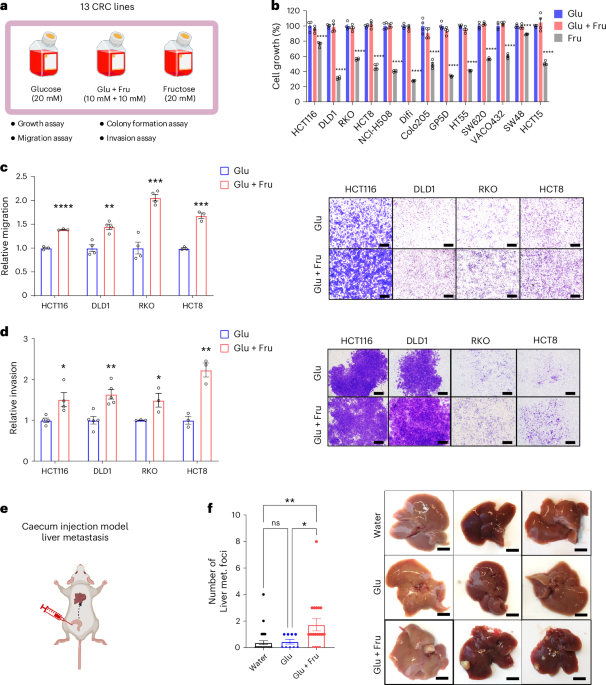 Fructose and glucose from sugary drinks enhance colorectal cancer metastasis via SORD