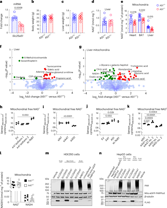 Hepatocyte mitochondrial NAD+ content is limiting for liver regeneration