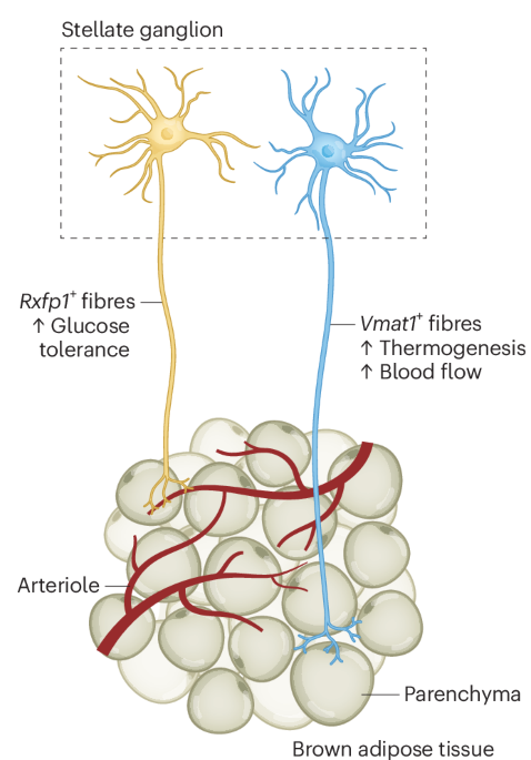 Heterogeneous sympathetic control of brown adipose tissue | Nature ...