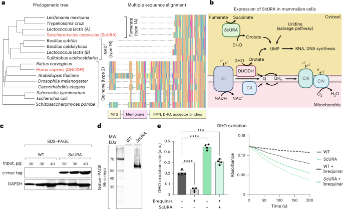 Ectopic expression of cytosolic DHODH uncouples de novo pyrimidine biosynthesis from mitochondrial electron transport - Nature