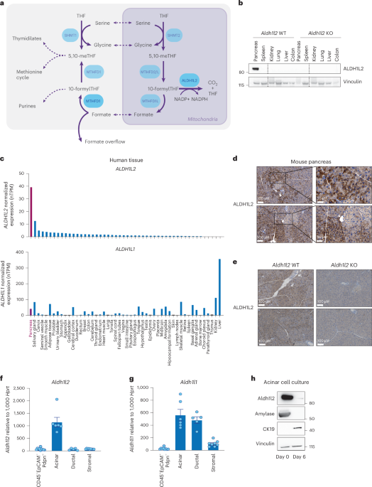 paul chek glutathione ALDH1L2 regulates reactive oxygen species and acinar-to-ductal metaplasia in the pancreas Stream Ep.106 - Paul Chek: