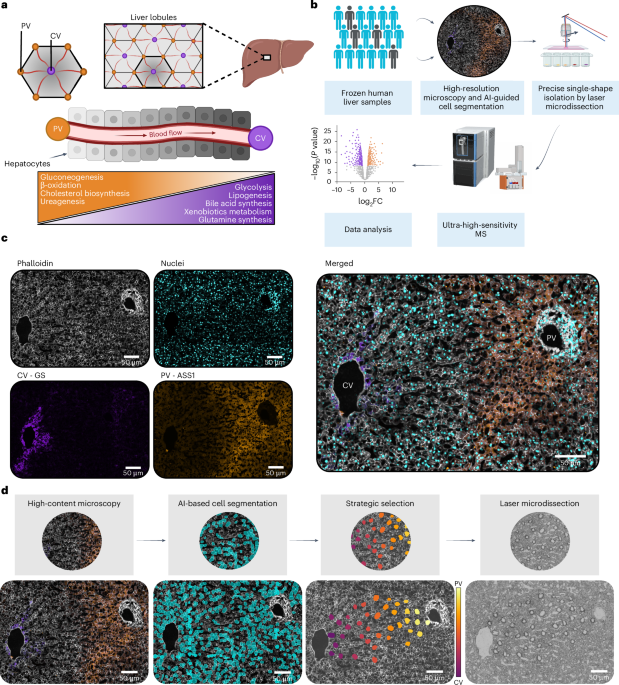 Single-cell spatial proteomics maps human liver zonation patterns and their vulnerability to disruption in tissue architecture - Nature