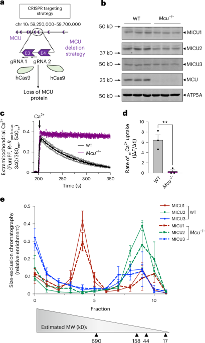 MICU proteins facilitate calcium-dependent mitochondrial metabolon formation to regulate cellular energetics independently of MCU - Nature Metabolism