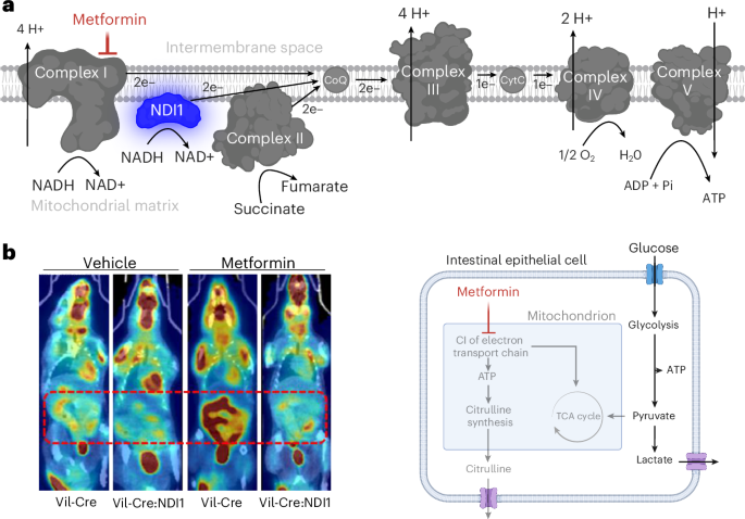 Metformin lowers blood glucose by targeting intestinal mitochondrial complex I