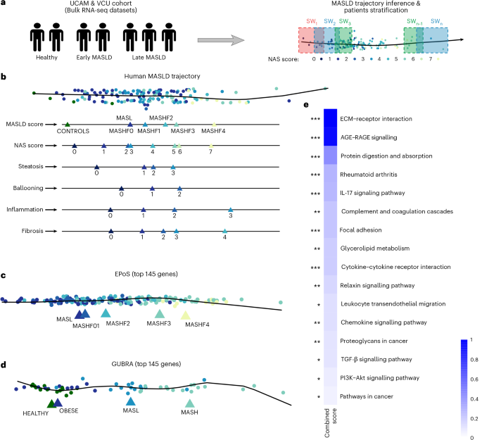 A data-driven framework reconstructs the molecular continuum of human MASLD progression - Nature