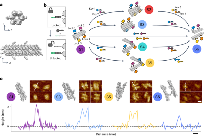A temporally resolved dna framework state machine in living cells