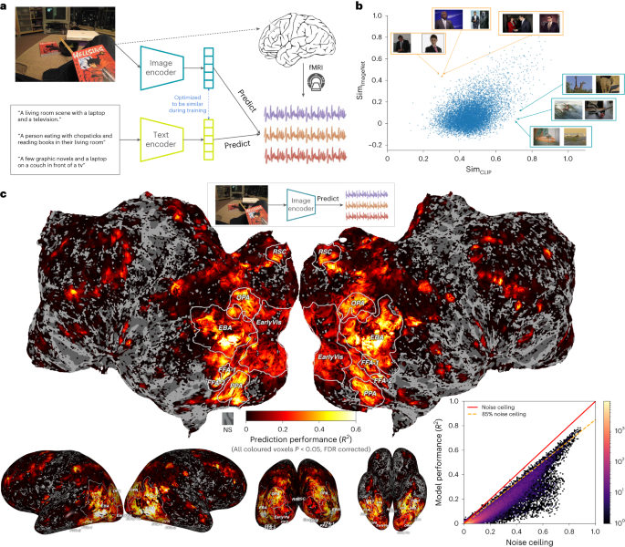 brain visualization showing visual processing pathways with orange highlights and information retention metrics