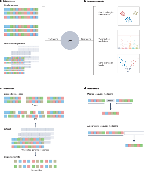 Transformers and genome language models