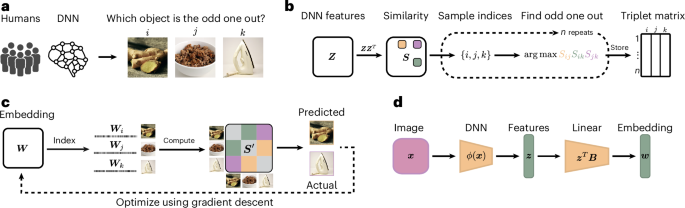 Understanding the Alignment Between Deep Neural Networks and Human Representation