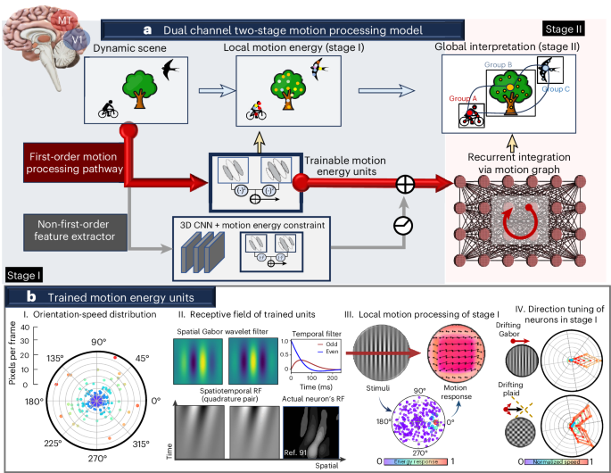 Advancing Human Visual Motion Processing with Machine Learning Models