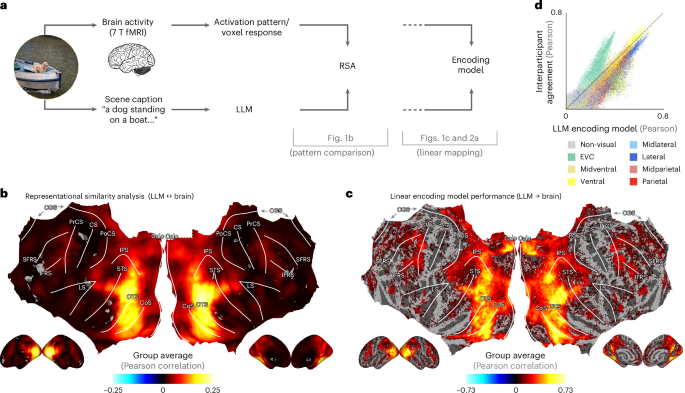 How Human Brain Visuals Mirror Large Language Models