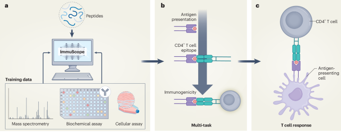 Unlocking T Helper Cell Targets Using Deep Learning