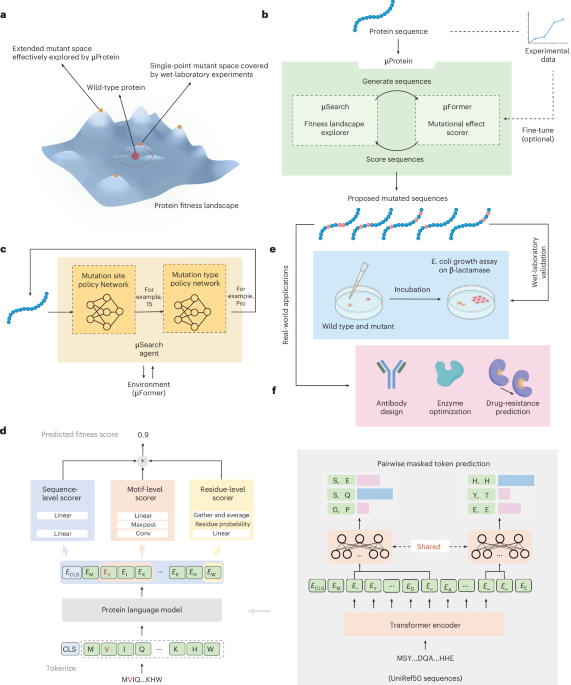 Accelerating protein engineering with fitness landscape modelling and reinforcement learning