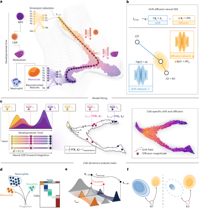 Learning cell dynamics with neural differential equations | Nature ...