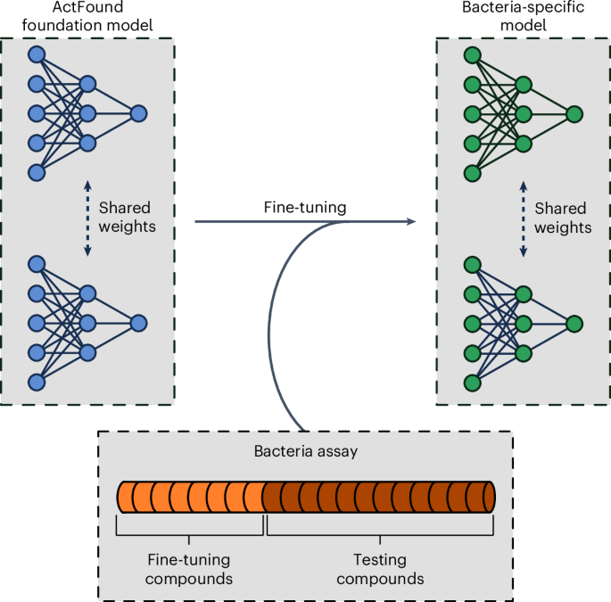 Reusability Report: Evaluating the performance of a meta-learning foundation model on predicting the antibacterial activity of natural products