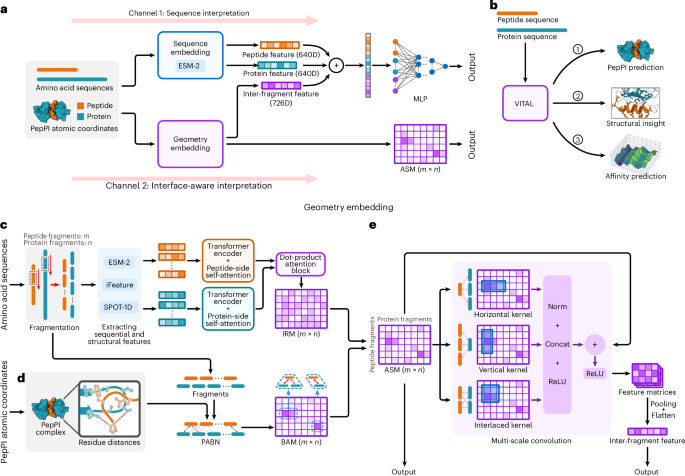 Quantitative and interface-aware prediction of peptide–protein interactions by VITAL