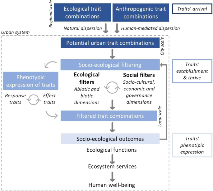 A trait-based conceptual framework to examine urban biodiversity 