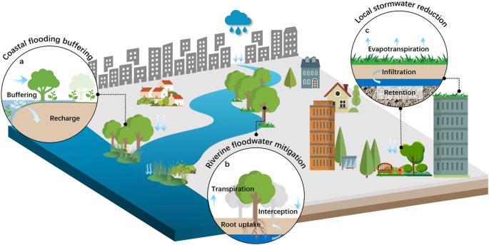 Urban flood risk management needs nature-based solutions: a coupled social-ecological system perspective - npj Urban Sustainability