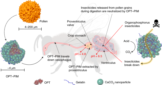 Pollen Inspired Enzymatic Microparticles To Reduce Organophosphate Toxicity In Managed Pollinators Nature Food