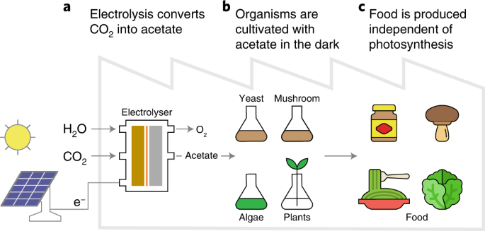 A hybrid inorganic–biological artificial photosynthesis system for energy- efficient food production | Nature Food