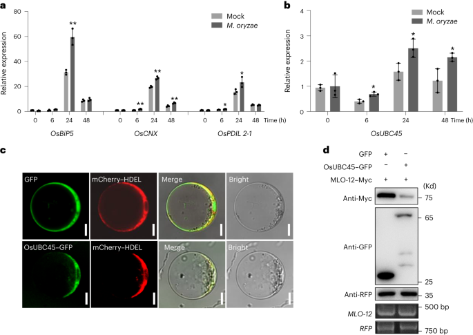 An erad-related ubiquitin-conjugating enzyme boosts broad-spectrum disease resistance and yield in rice