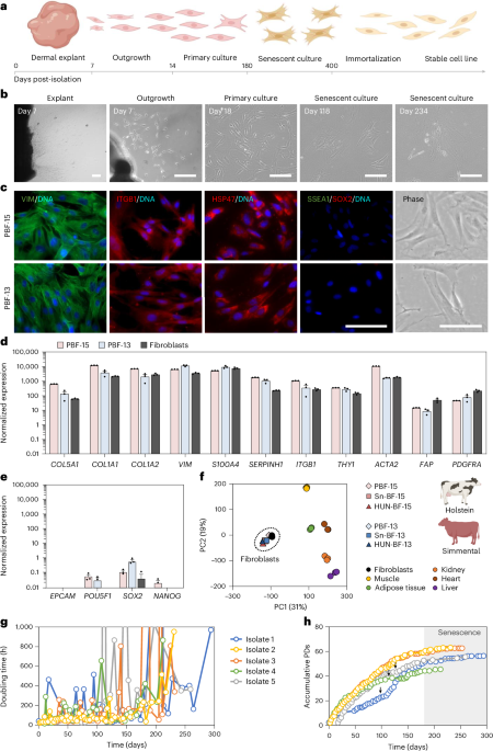 Spontaneous immortalization of bovine fibroblasts for cultivated beef