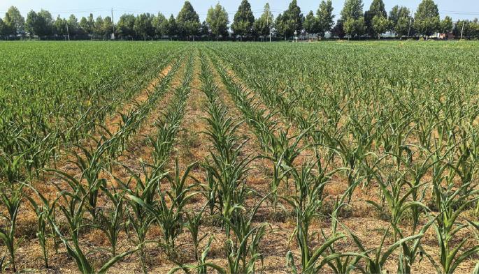 Локальные пороги потерь урожая для точного управления рисками