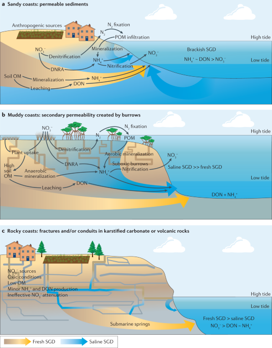 Submarine groundwater discharge impacts on coastal nutrient biogeochemistry