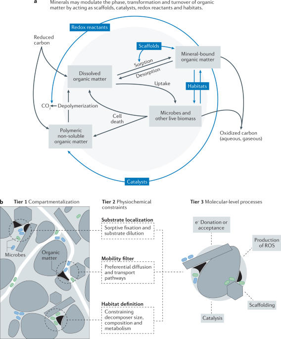 Dynamic Interactions At The Mineral Organic Matter Interface Nature Reviews Earth Environment