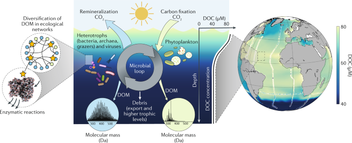 Enigmatic persistence of dissolved organic matter in the ocean | Nature  Reviews Earth & Environment