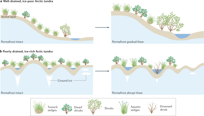 Drying of tundra landscapes will limit subsidence-induced acceleration of  permafrost thaw