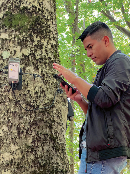 Monitoring forest phenology with TreeTalker | Nature Reviews Earth &  Environment