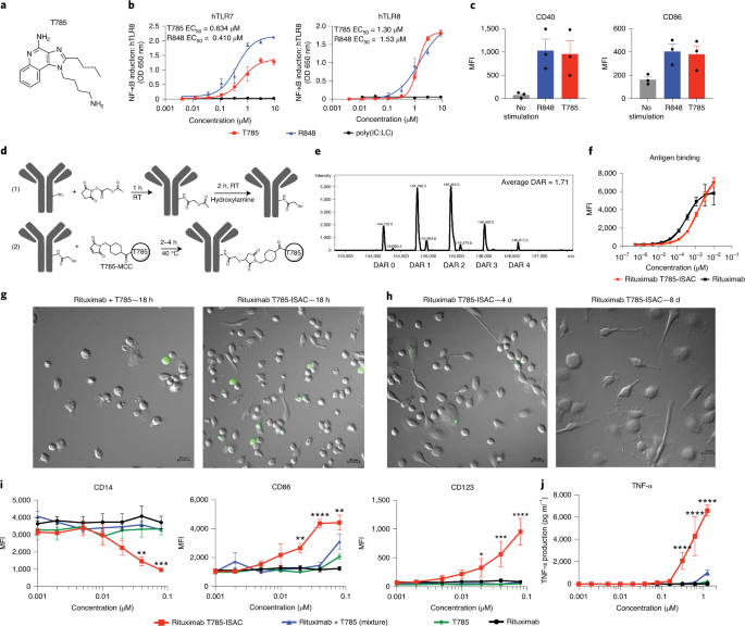 Immune Stimulating Antibody Conjugates Elicit Robust Myeloid Activation And Durable Antitumor Immunity Nature Cancer