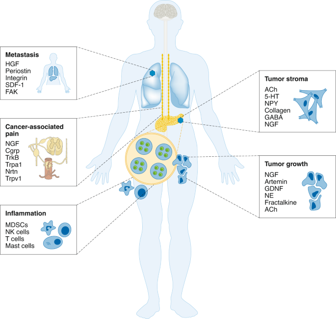 Future directions in preclinical and cancer neuroscience | Nature Cancer