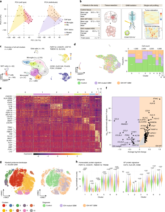 Tryptophan metabolism drives dynamic immunosuppressive myeloid states in idh-mutant gliomas