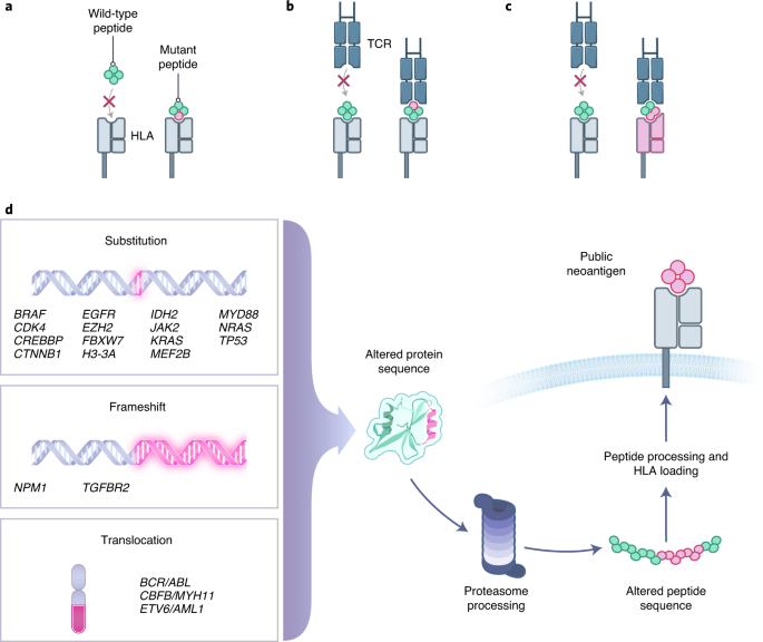 Targeting public neoantigens for cancer immunotherapy