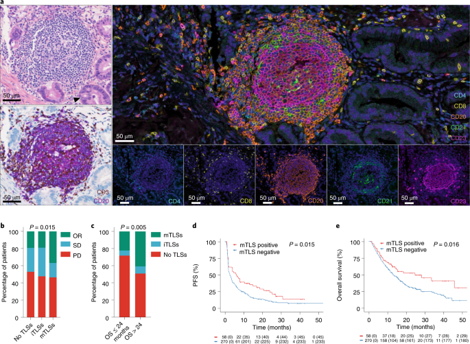 Mature tertiary lymphoid structures predict immune checkpoint inhibitor efficacy in solid tumors independently of pd-l1 expression