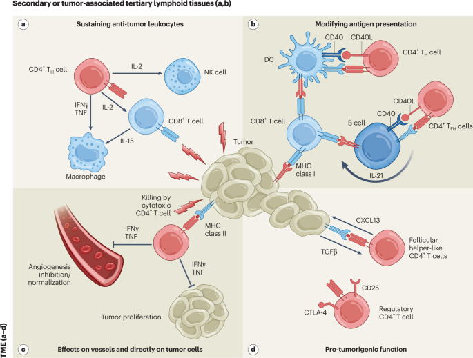 CD4+ T cells in cancer | Nature Cancer