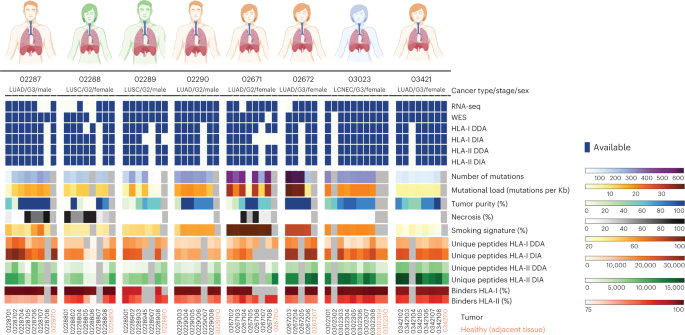 The immunopeptidome landscape associated with T cell infiltration,  inflammation and immune editing in lung cancer | Nature Cancer