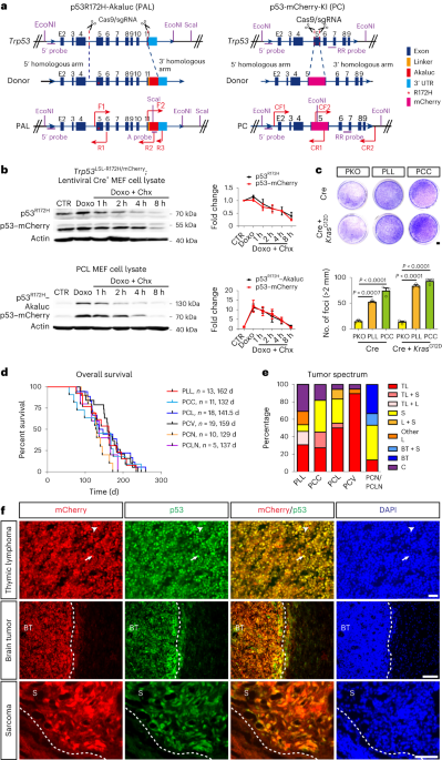 Protein-level mutant p53 reporters identify druggable rare precancerous clones in noncancerous tissues
