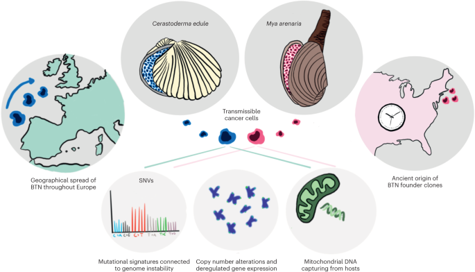 A deep dive into transmissible cancer evolution in bivalve