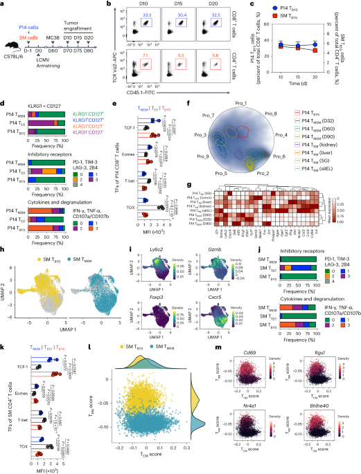 An oncolytic virus delivering tumor-irrelevant bystander T cell epitopes induces anti-tumor immunity