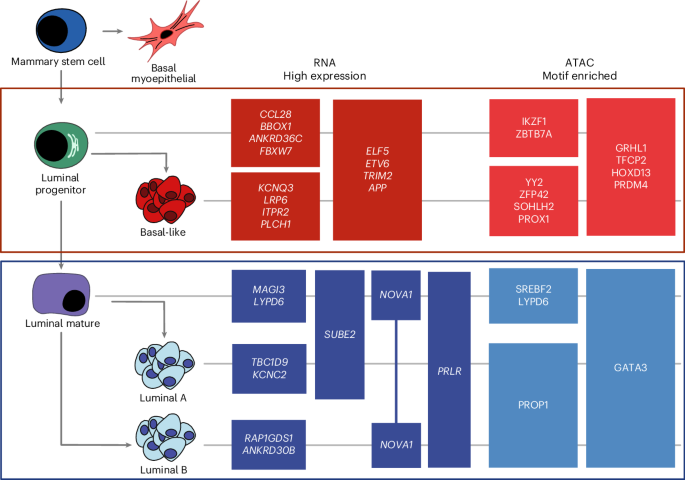 Defining the transcriptional lineages of breast cancer subtypes ...