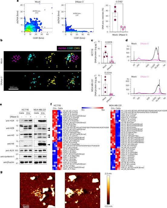 Unique structural configuration of EV-DNA primes Kupffer cell-mediated antitumor immunity to prevent metastatic progression - Nature Cancer