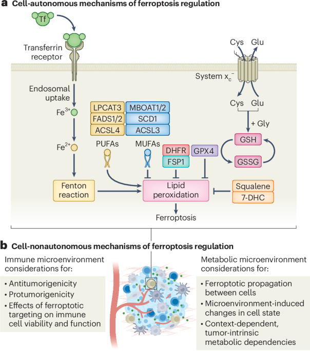 Prospects for ferroptosis therapies in cancer