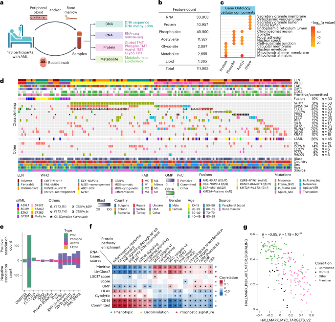 rbc glutathione test doctor's data Integrated proteogenomic and metabolomic profiling of acute myeloid leukemias to identify molecular subtypes and associated therapy targets