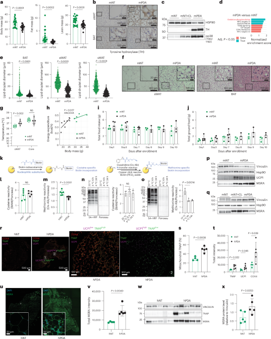 Iron and Methionine Drive Fat Browning in Cancer Cachexia
