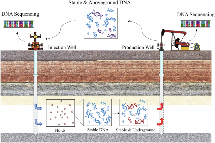 Embracing DNA Sequencing for Sustainable Energy Solutions: Navigating Challenges in Subsurface Applications