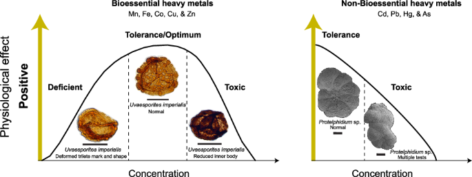 Heavy metal toxicity and its role as a major driver of past biodiversity crises
